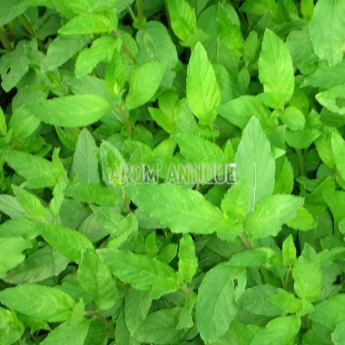Menthe orange