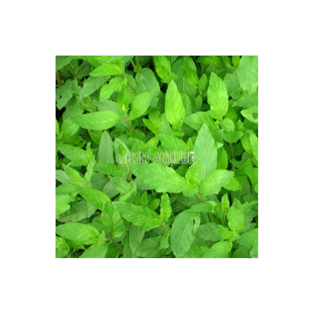 Menthe orange
