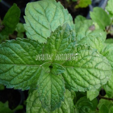 Menthe pamplemousse 2
