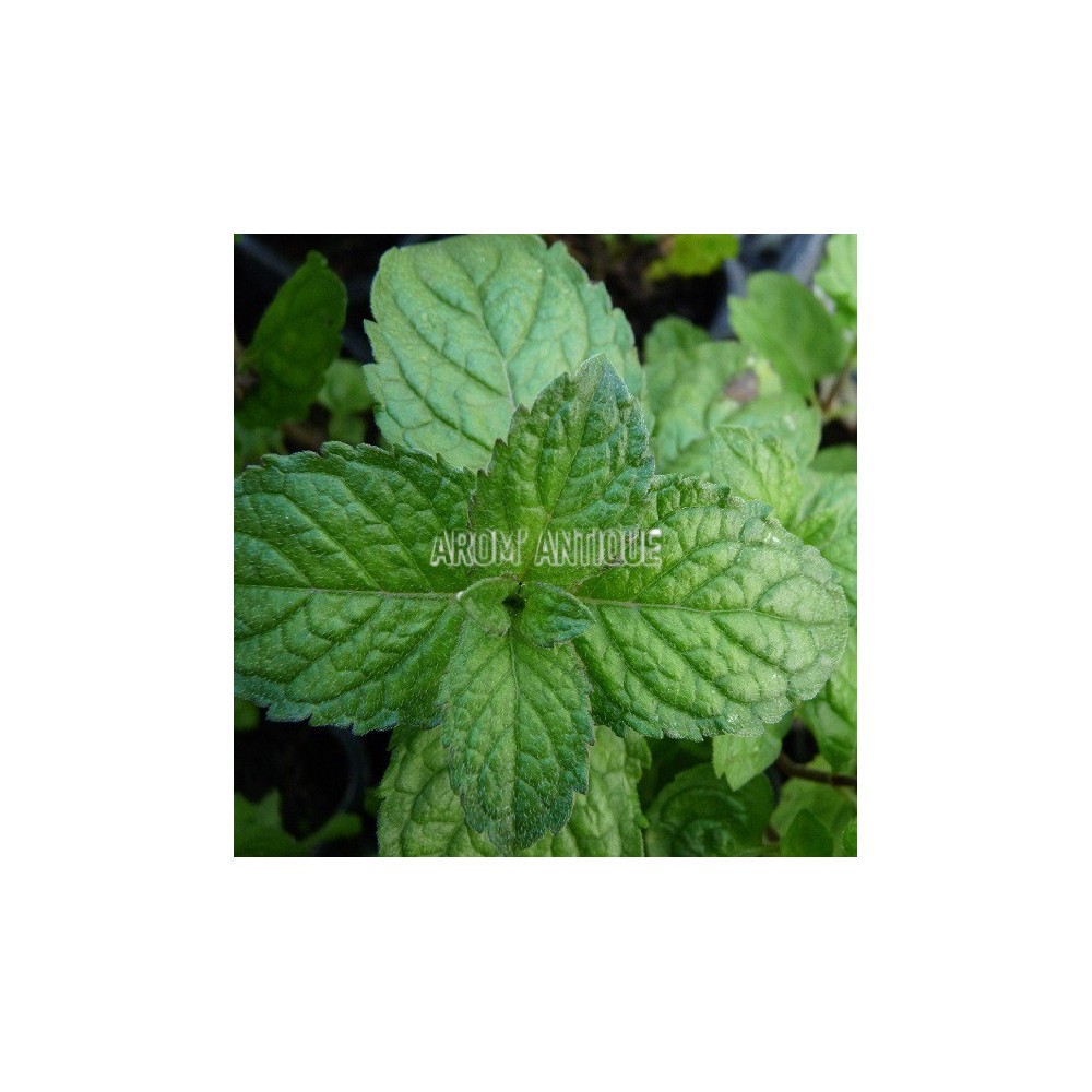 Menthe pamplemousse