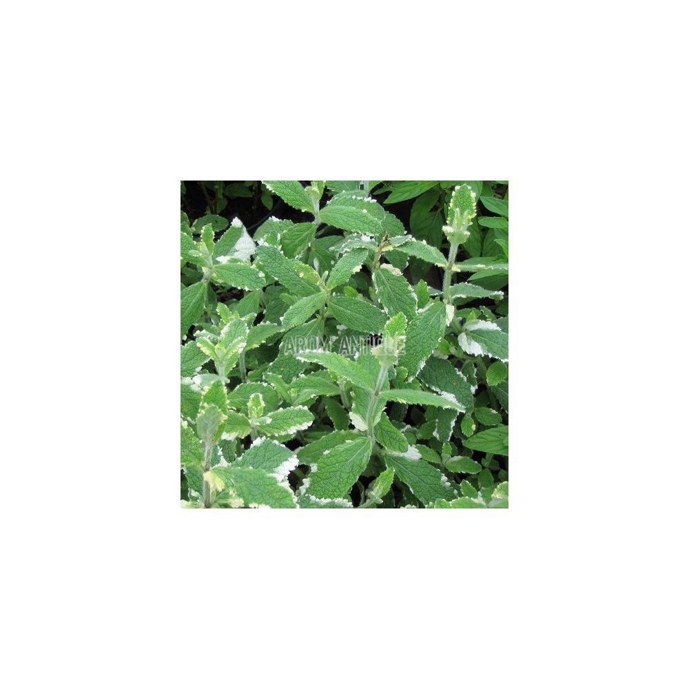 Menthe panachée