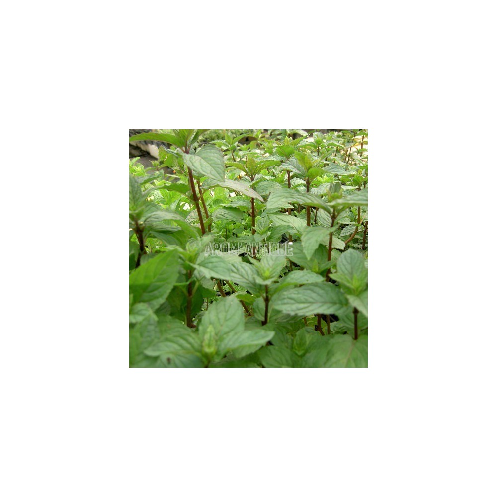 menthe poivrée, mentha x piperita, arom'antique, 450 aromatiques bio.