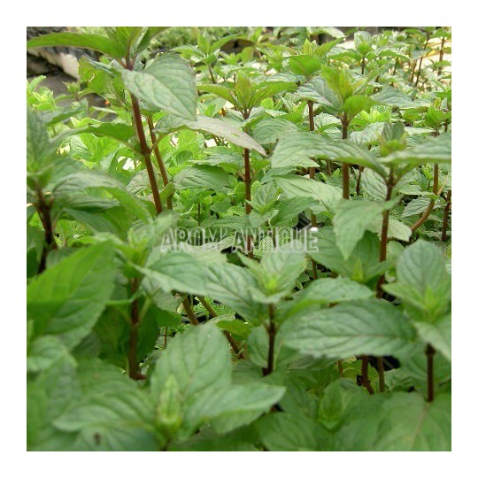 Menthe poivrée