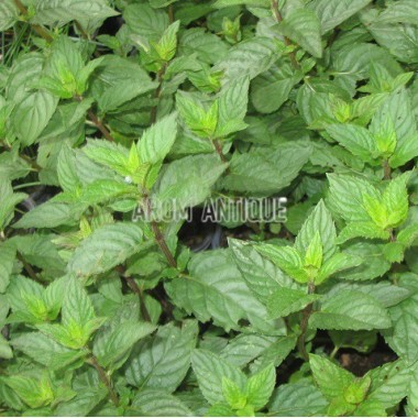 Menthe poivrée 2