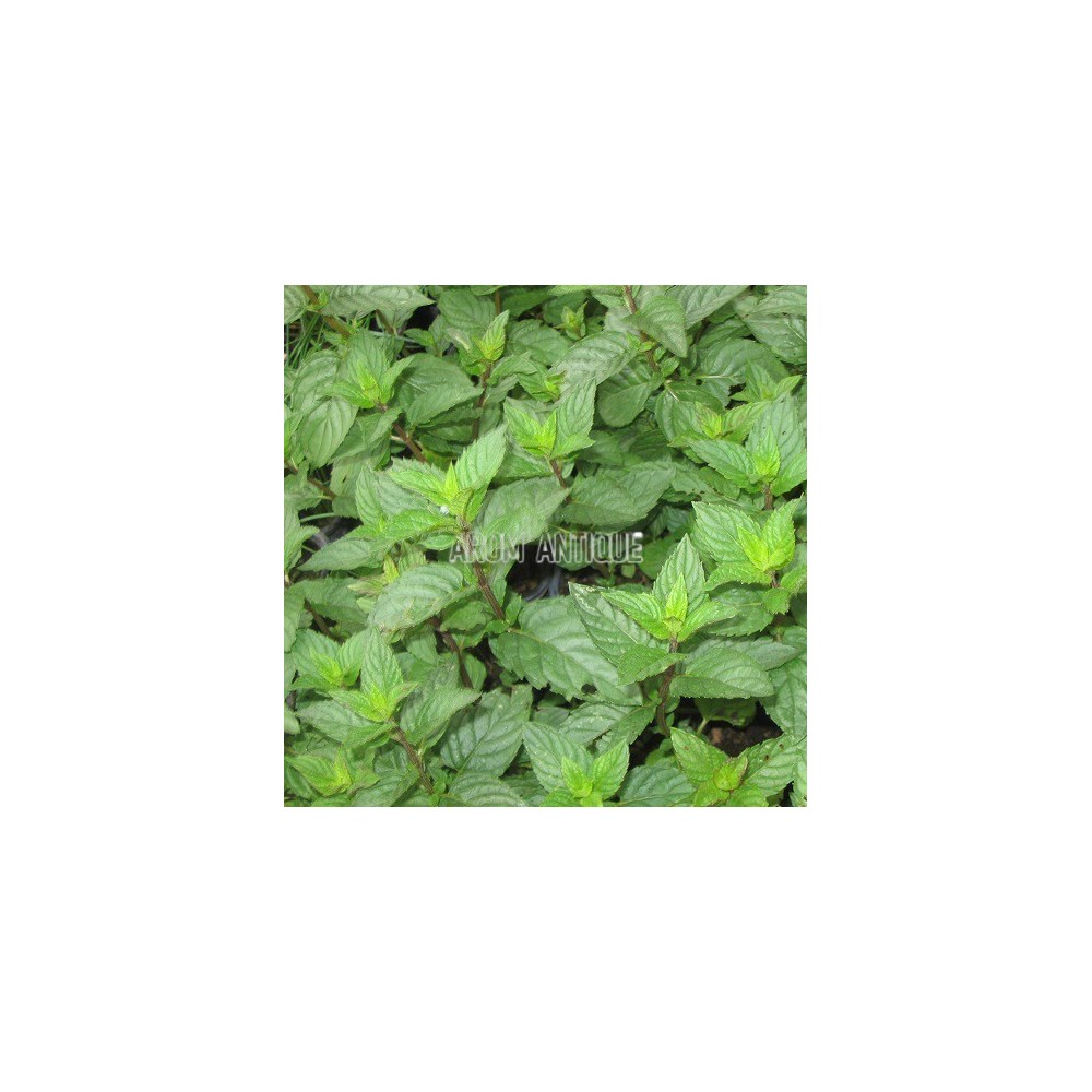 Menthe poivrée