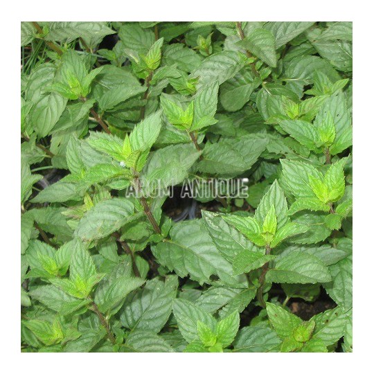 Menthe poivrée