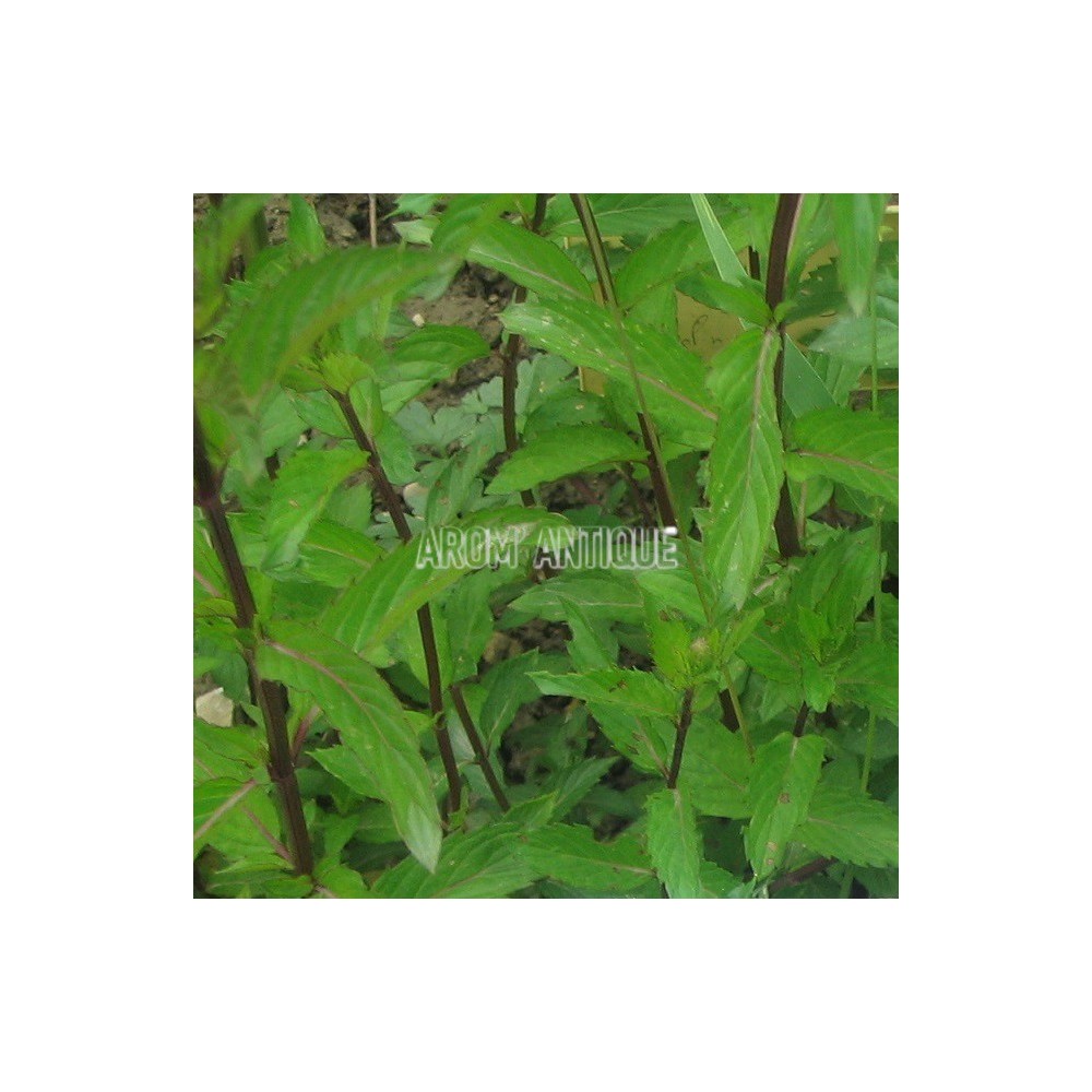 Menthe poivrée officinale