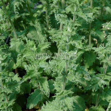 Menthe poivrée crispée (feuillage)