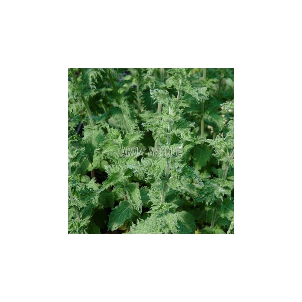 Menthe poivrée crispée (feuillage)