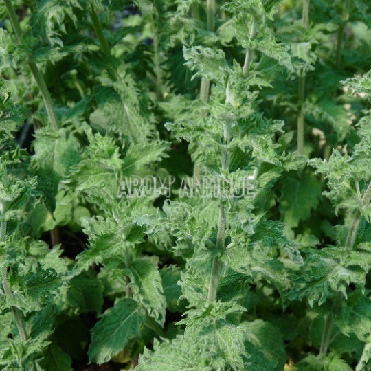 Menthe poivrée crispée (feuillage)