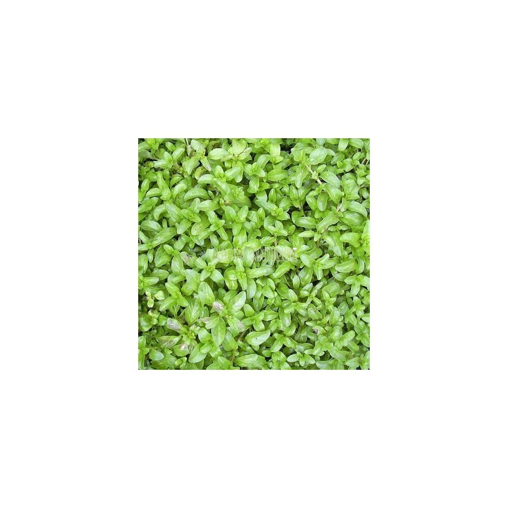 Menthe pouliot (feuillage)