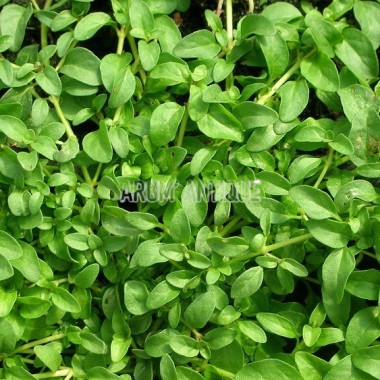 Menthe pouliot (feuillage) 2