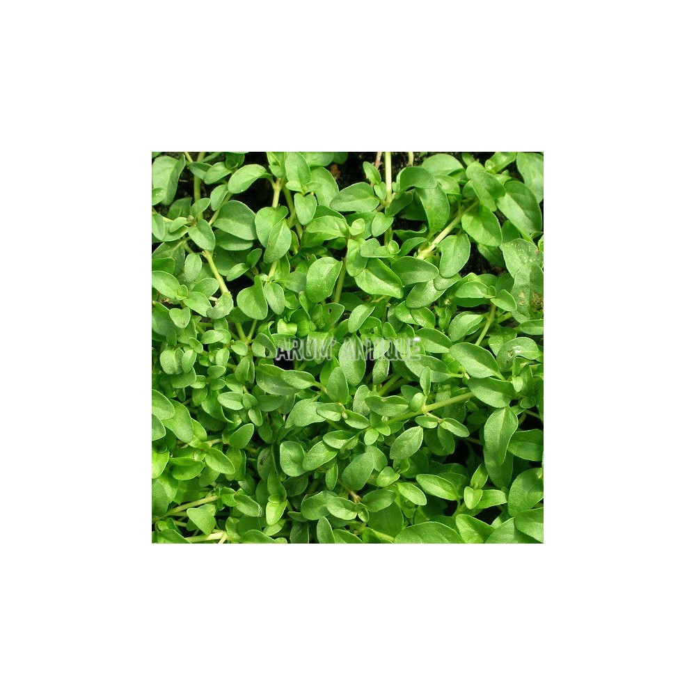 Menthe pouliot