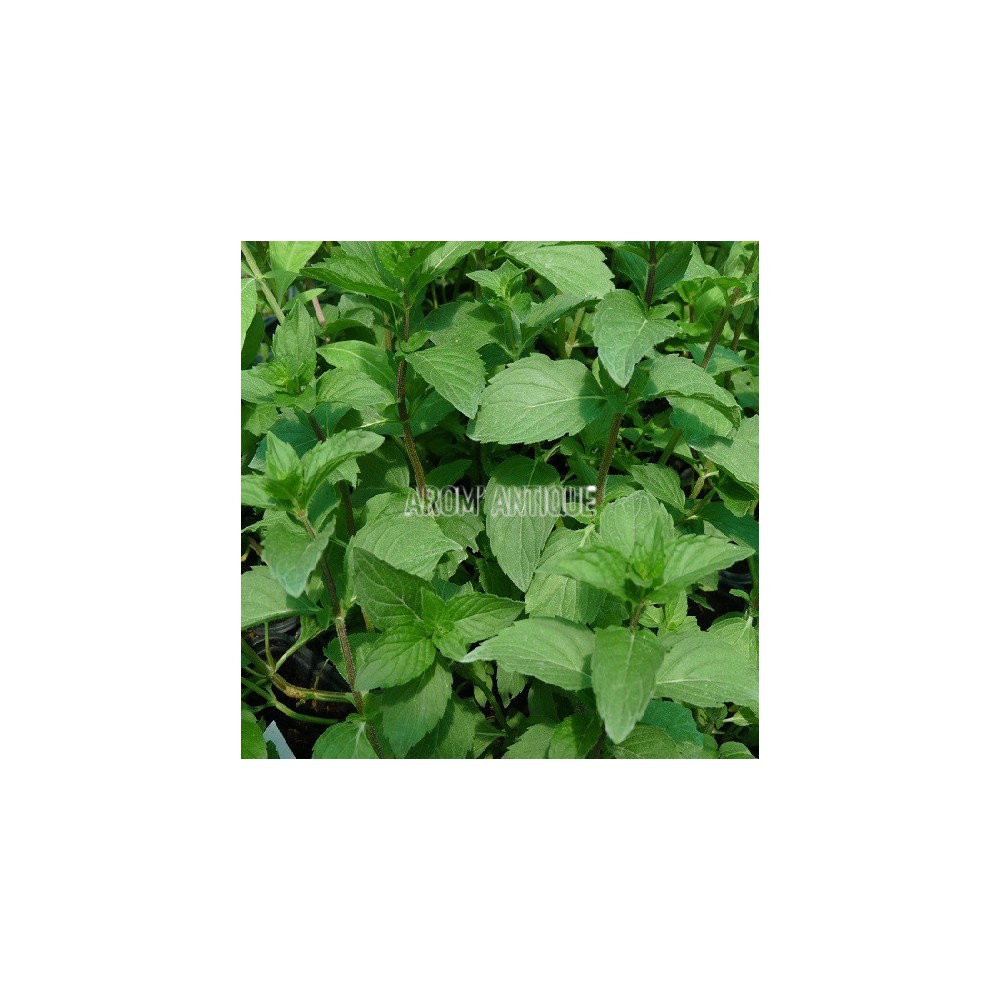 Menthe rubra