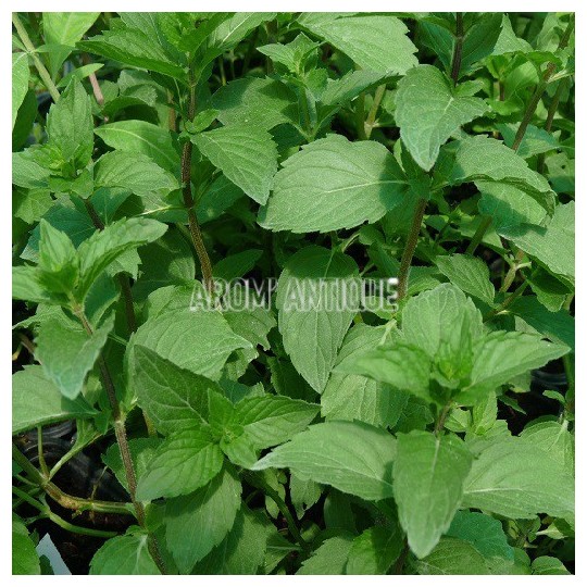 Menthe rubra