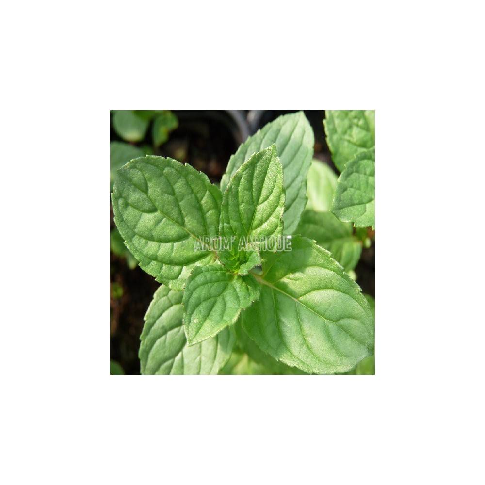 Menthe réglisse