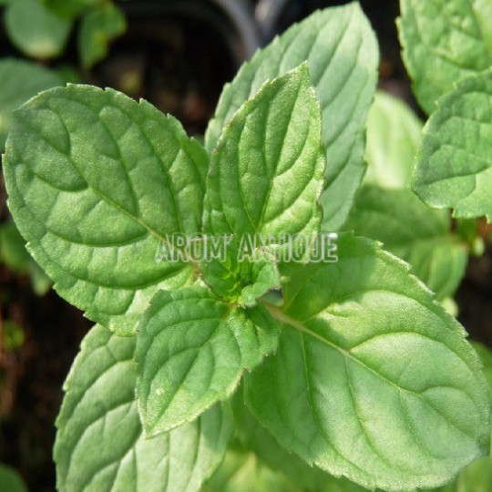 Menthe réglisse