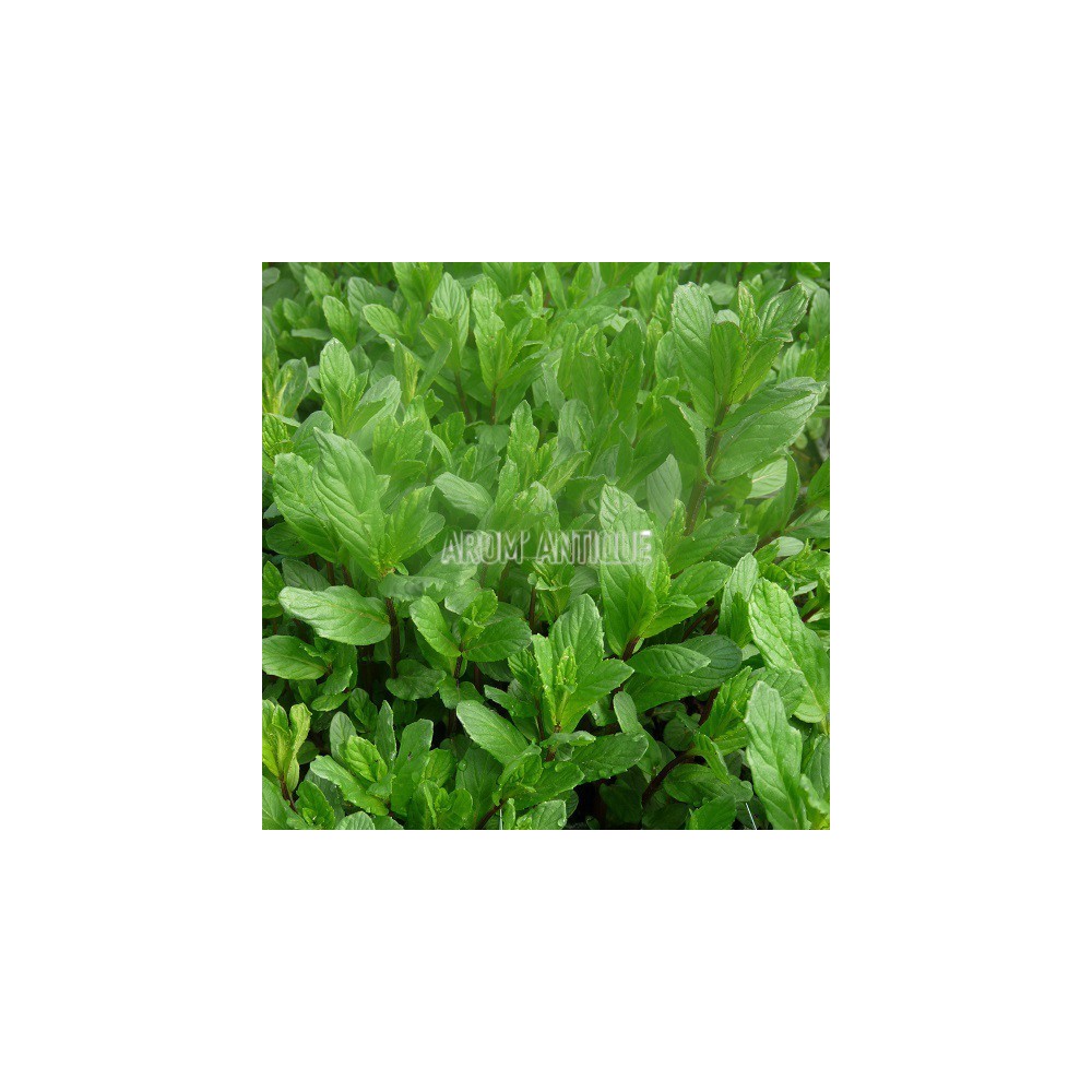 Menthe rouge