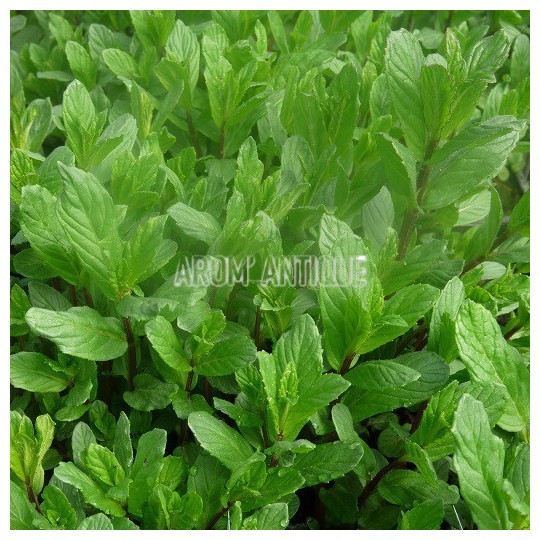 Menthe rouge