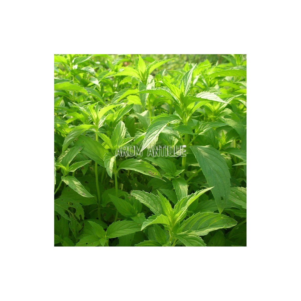 Menthe Suisse