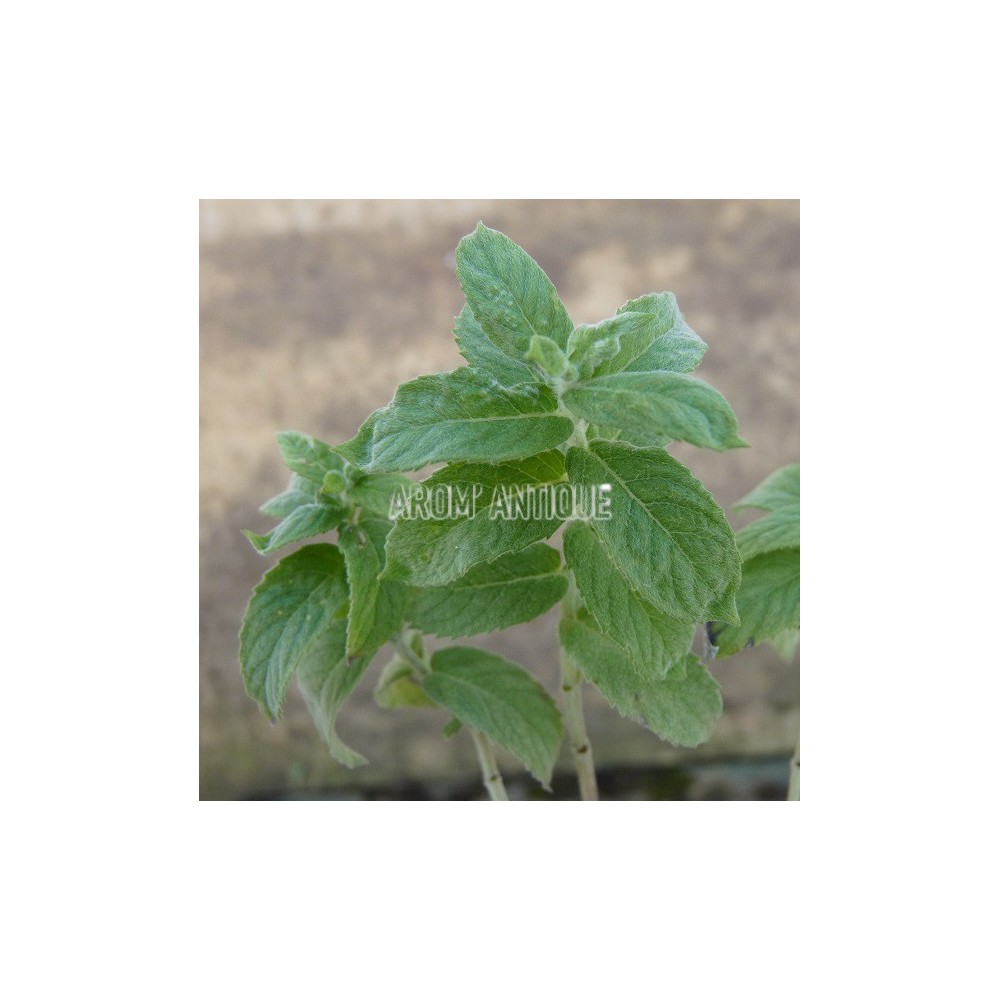 Menthe des champs