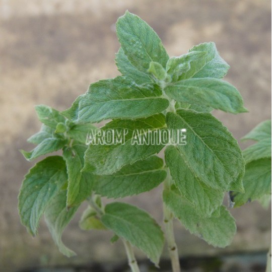 Menthe des champs