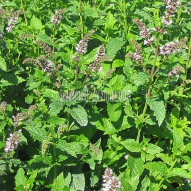 Menthe Verte Mentha Spicata Arom Antique 450 Aromatiques Bio