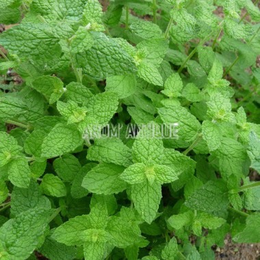 Menthe de Gattefossé Bio