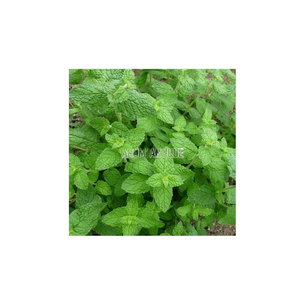 Menthe de Gattefosse