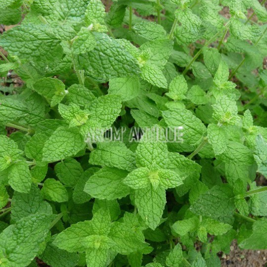 Menthe de Gattefosse
