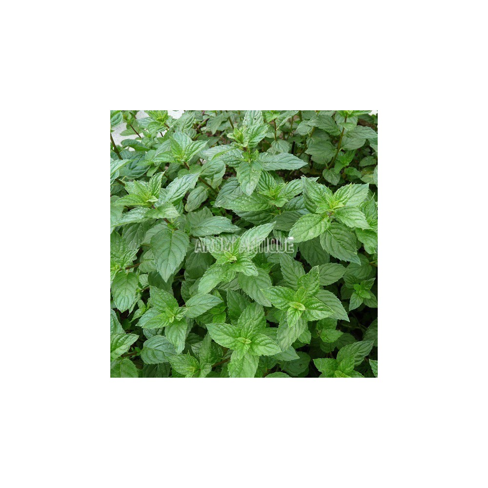 Menthe Agnès