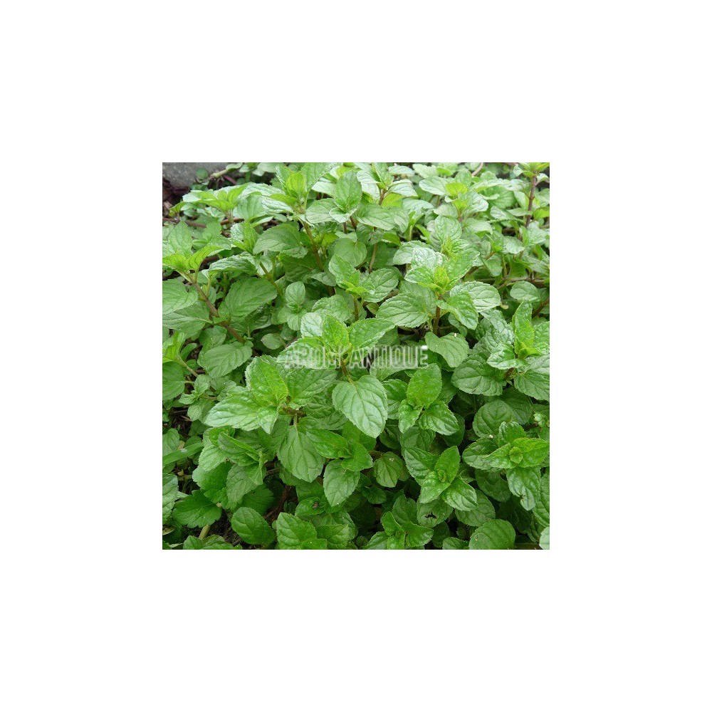 Menthe eau de Cologne