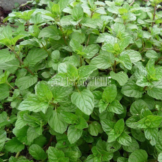 Menthe eau de Cologne