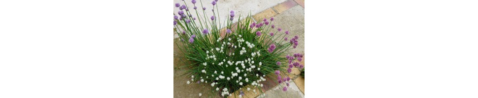 La collection du genre Allium de la pépinière Arom'antique.