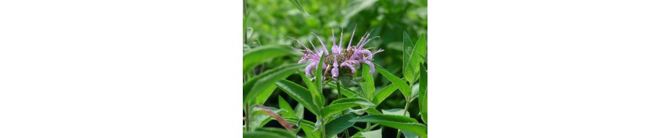 Collection de monardes de la pépinière Arom'antique.