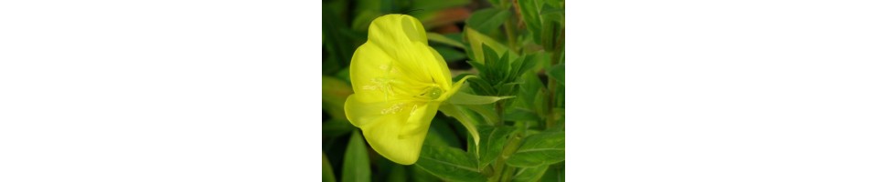 Les plantes classées par thèmes