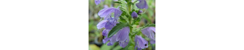 Les plantes à infusions produites par Arom'antique