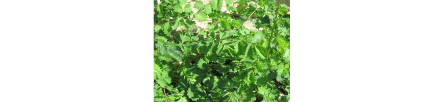 Les plantes à salades de la pépinière Arom'antique en culture bio