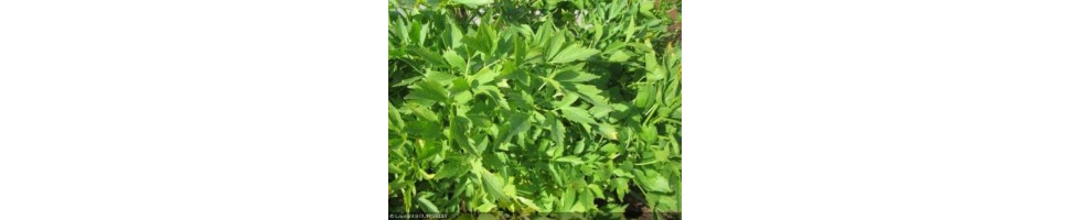 Les légumes oubliés proposés à la vente par la pépinière Arom'antique