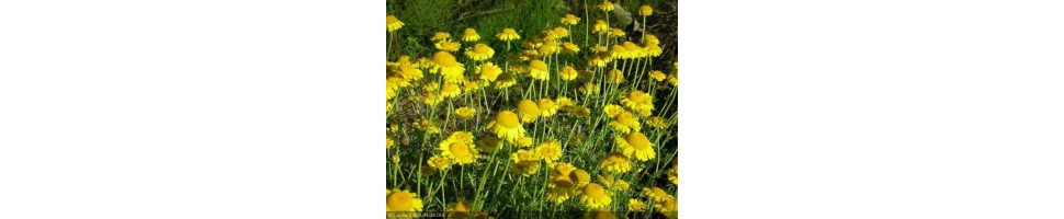 Les plantes tinctoriales de la pépinière Arom'antique