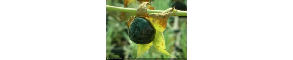 Les plantes de sorcières produites par la pépinière Arom'antique