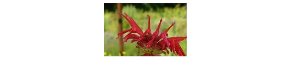 Les collections de plantes aromatiques de la pépinière Arom'antique.