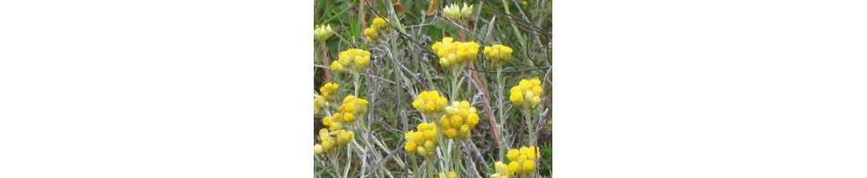 Classement des plantes aromatiques de la pépinière Arom'antique par noms français.