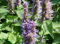 Agastache rugosa 03 (site).jpg