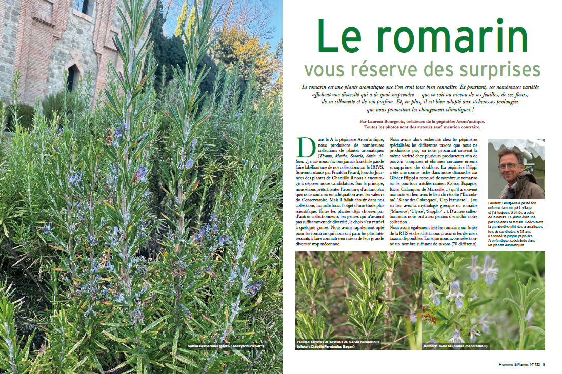 article romarins