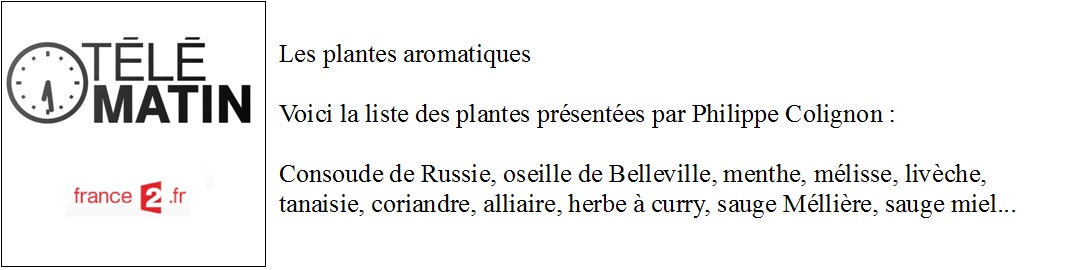 telematin sur les plantes aromatiques.jpg