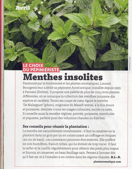 Article sur les menthes 4 saisons du jardinage