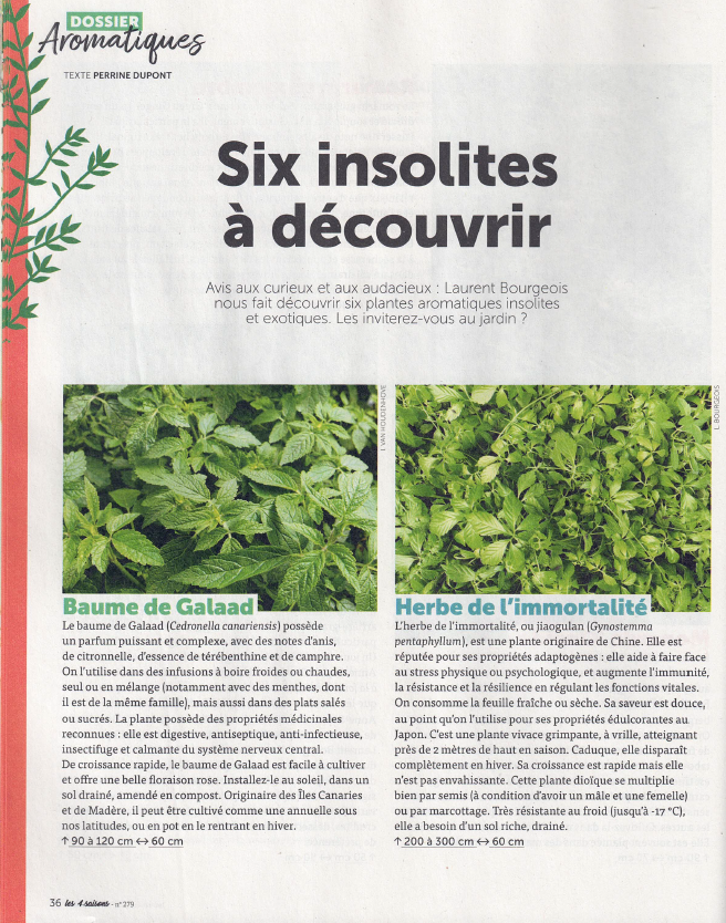 A découvrir des aromatiques insolites
