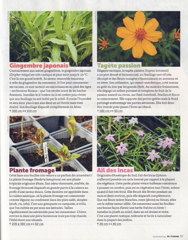 six plantes aromatiques insolites à découvrir
