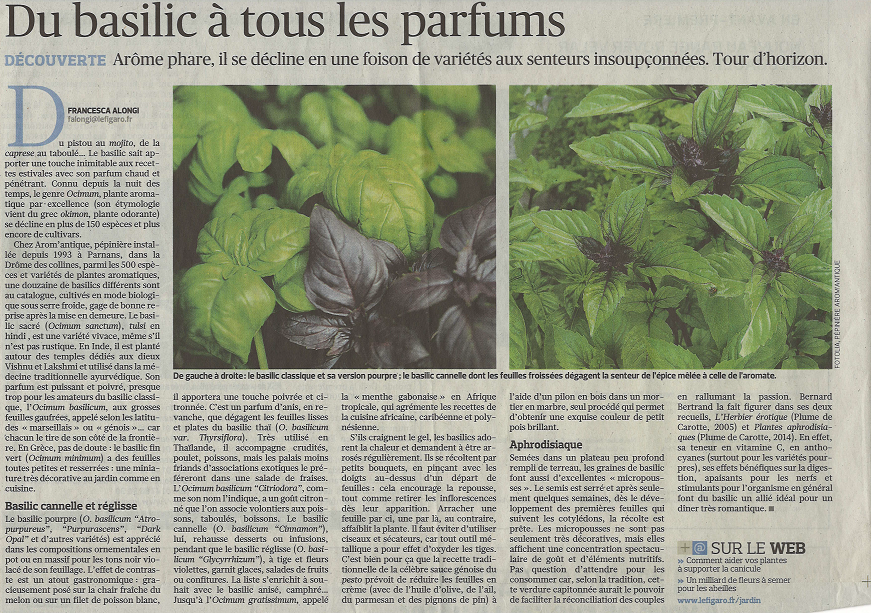 Les basilics d'Arom'antique dans Le Figaro